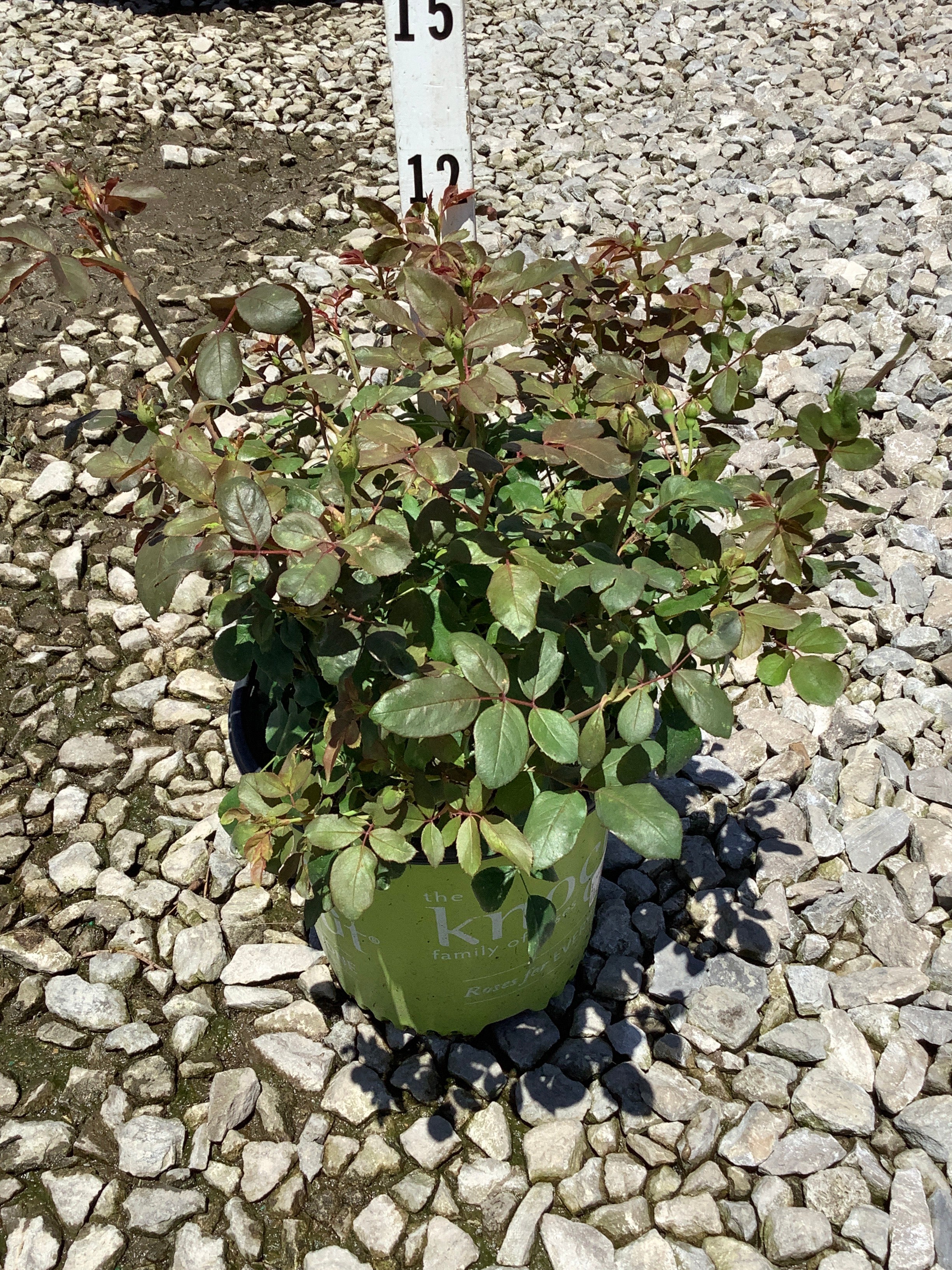 Rosa K.O 'Radtkopink'