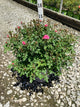 Rosa 'Drift Meiswetdom'