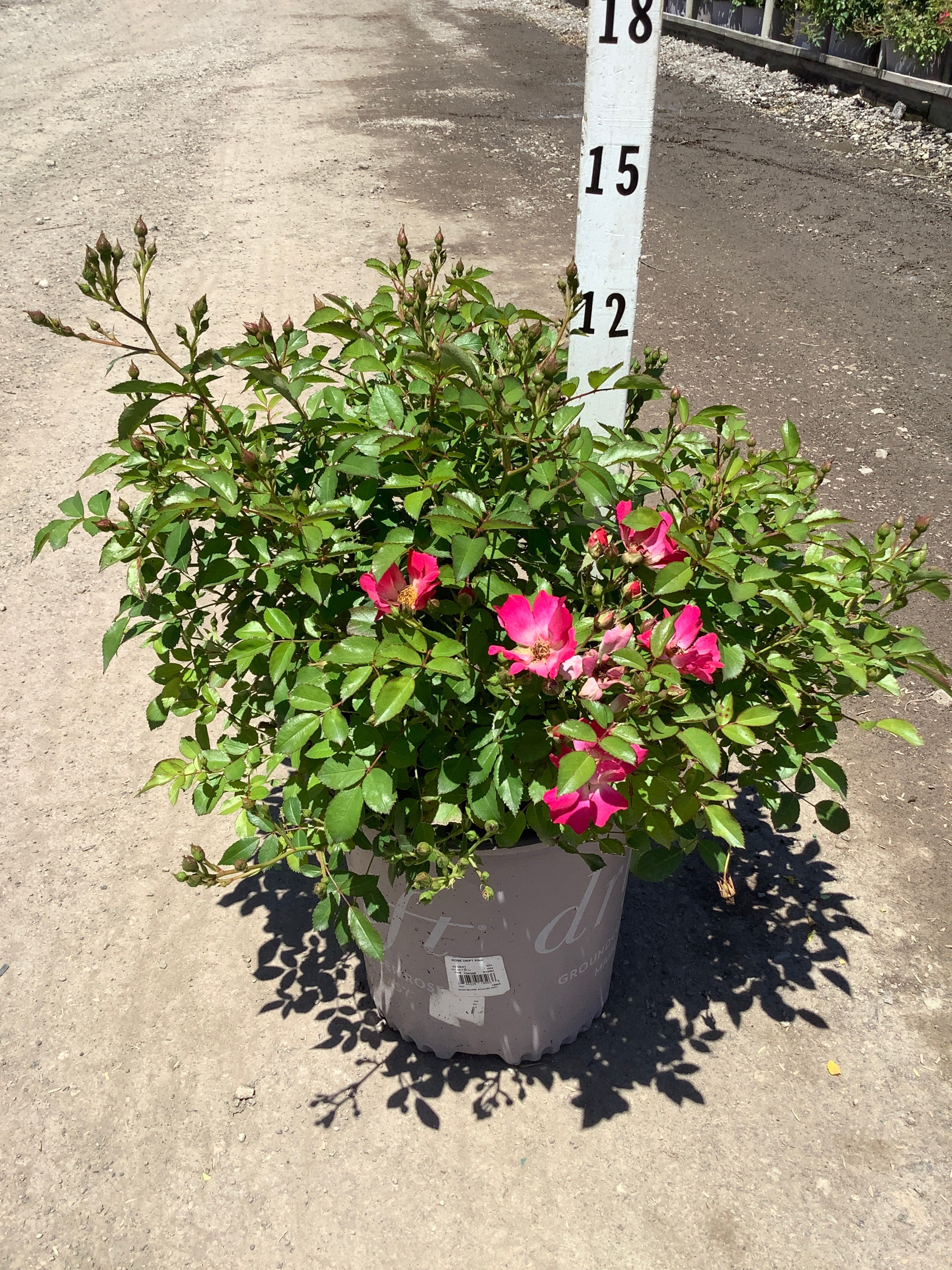 Rosa 'Drift Meijocos'