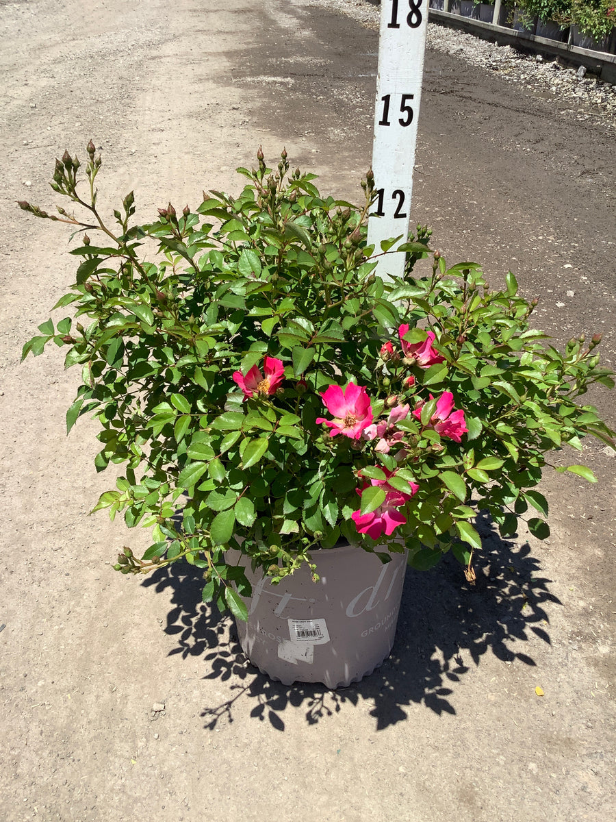 Rosa 'Drift Meijocos' â€” G2