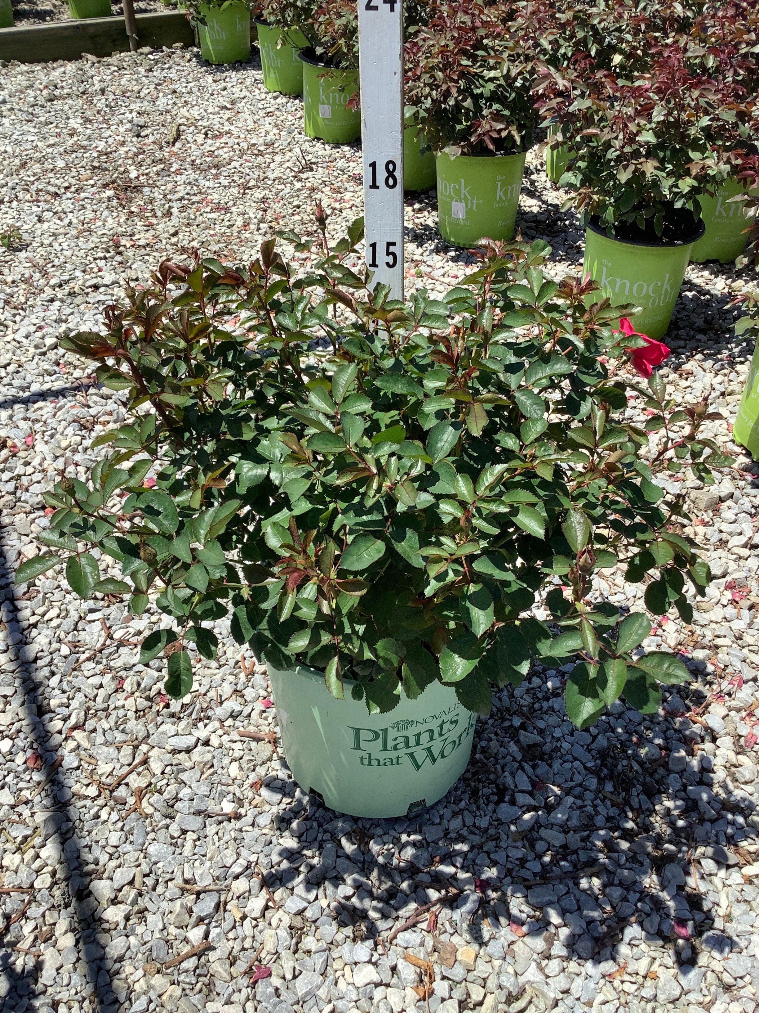 Rosa miracle 'On The Hudson'