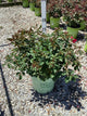 Rosa miracle 'On The Hudson'