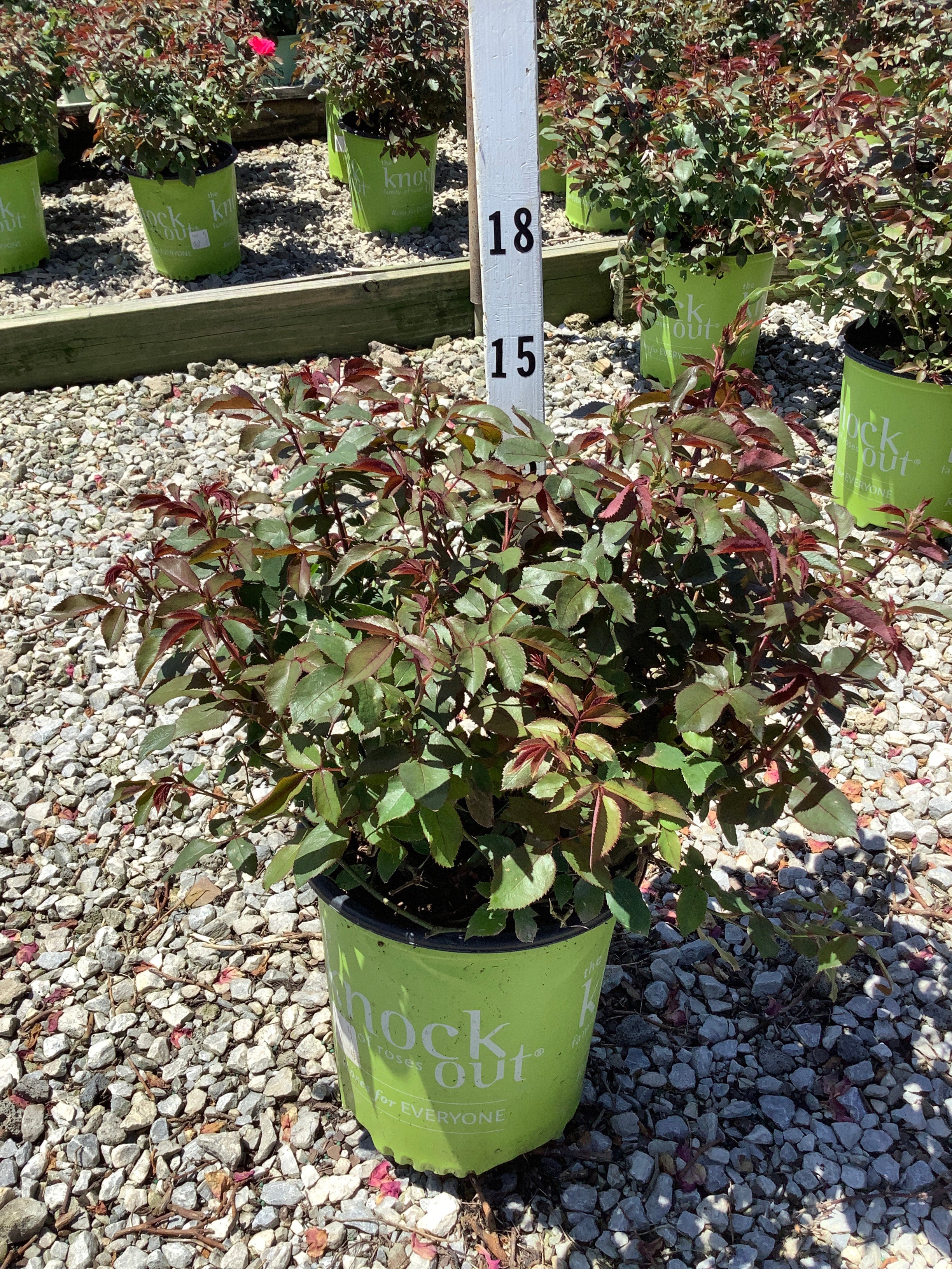 Rosa K.O 'Radrazz'