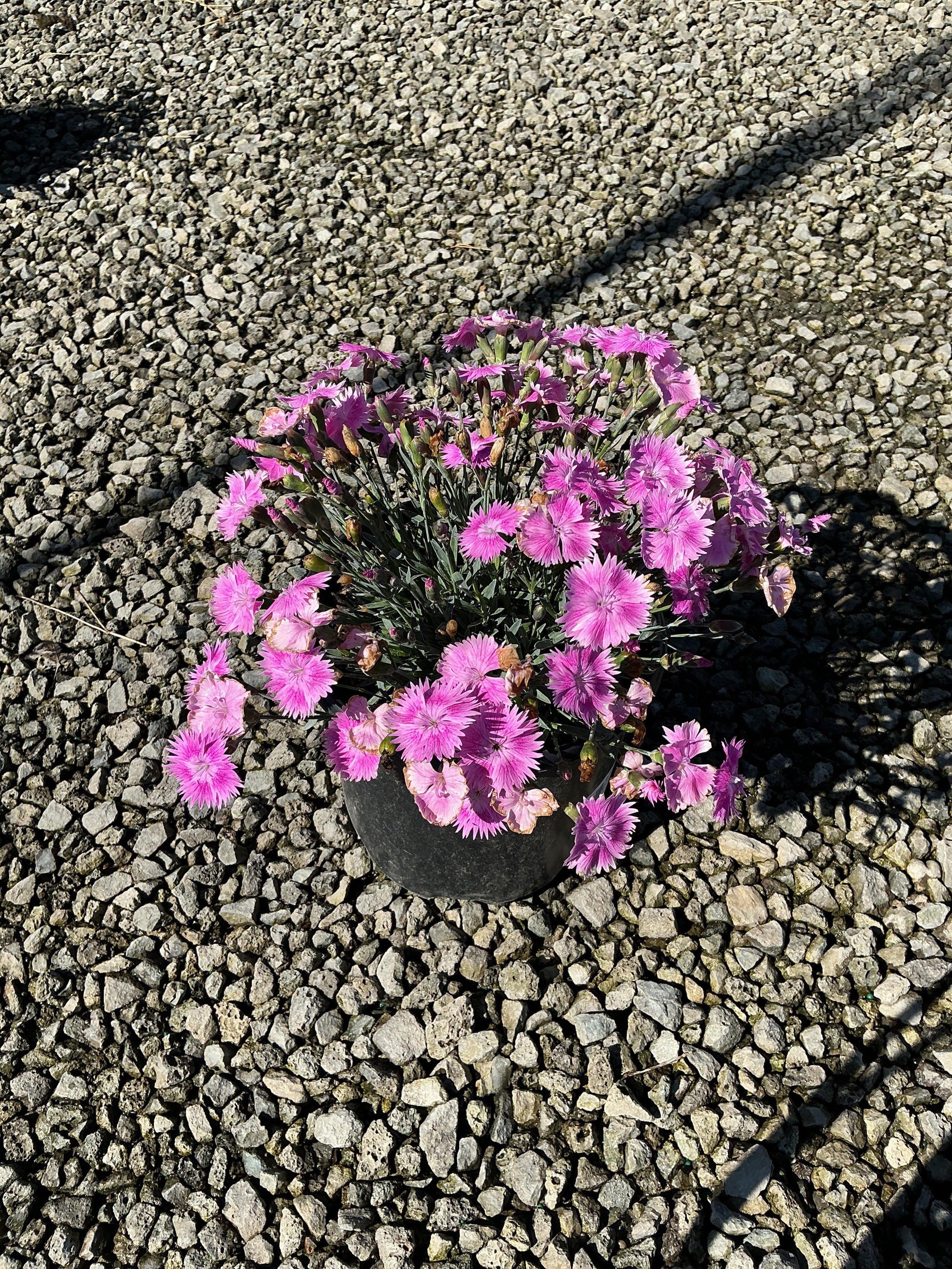 Dianthus 'Everbloom Watermelon Ice'