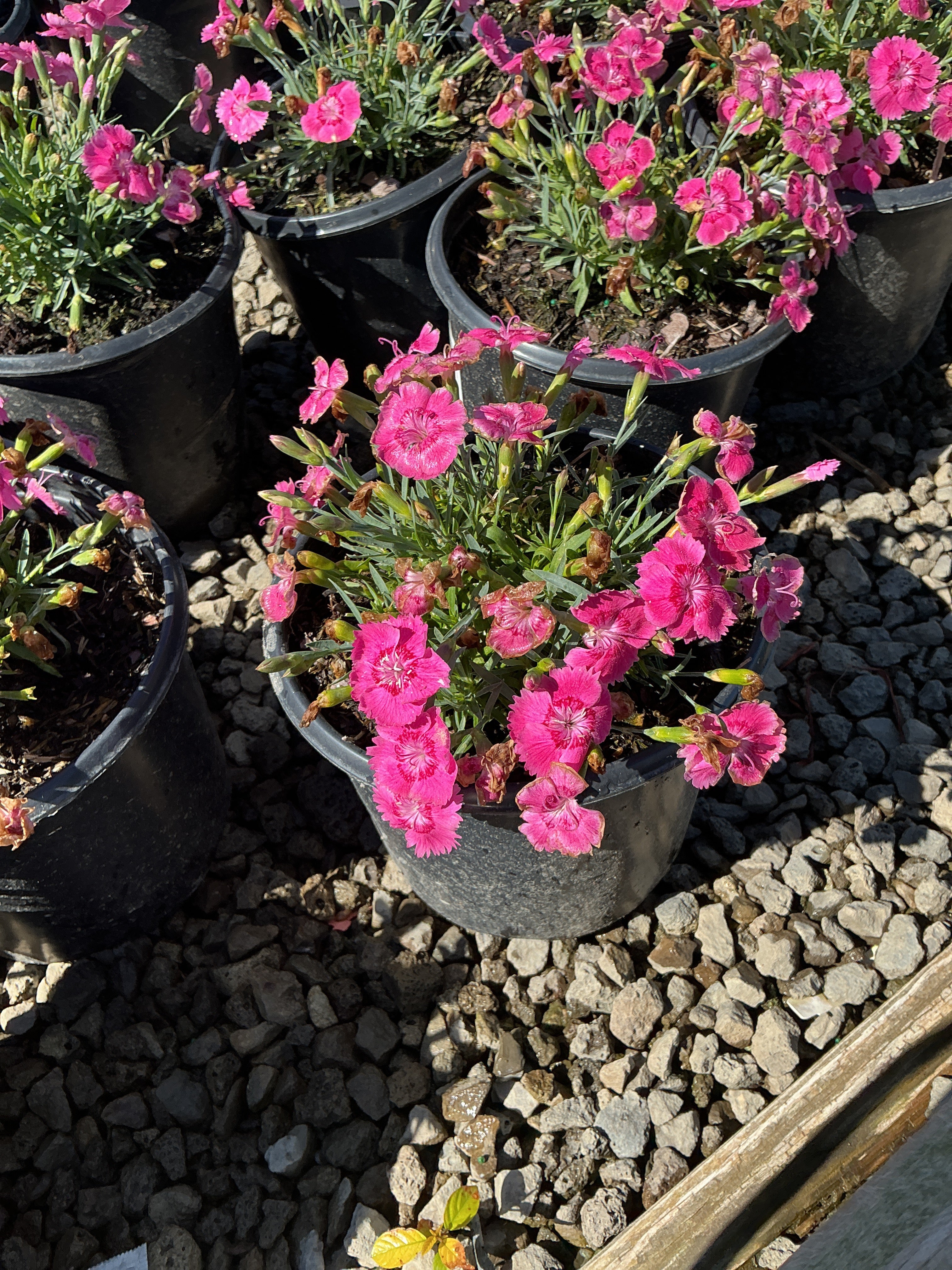 Dianthus 'Everbloom Strawberry Tart'