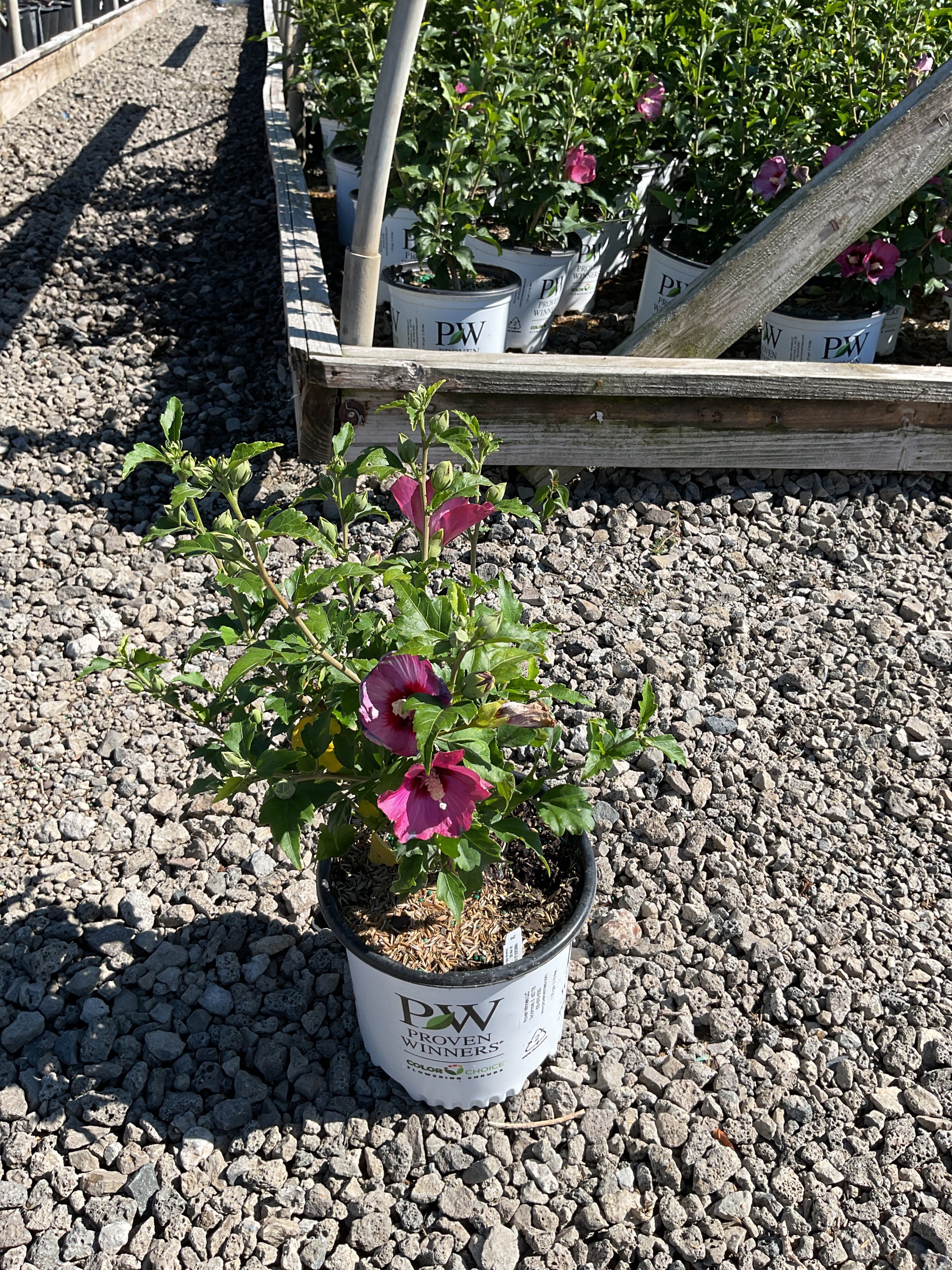 Hibiscus syriacus 'Lil Kim Red'
