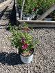 Hibiscus syriacus 'Lil Kim Red'