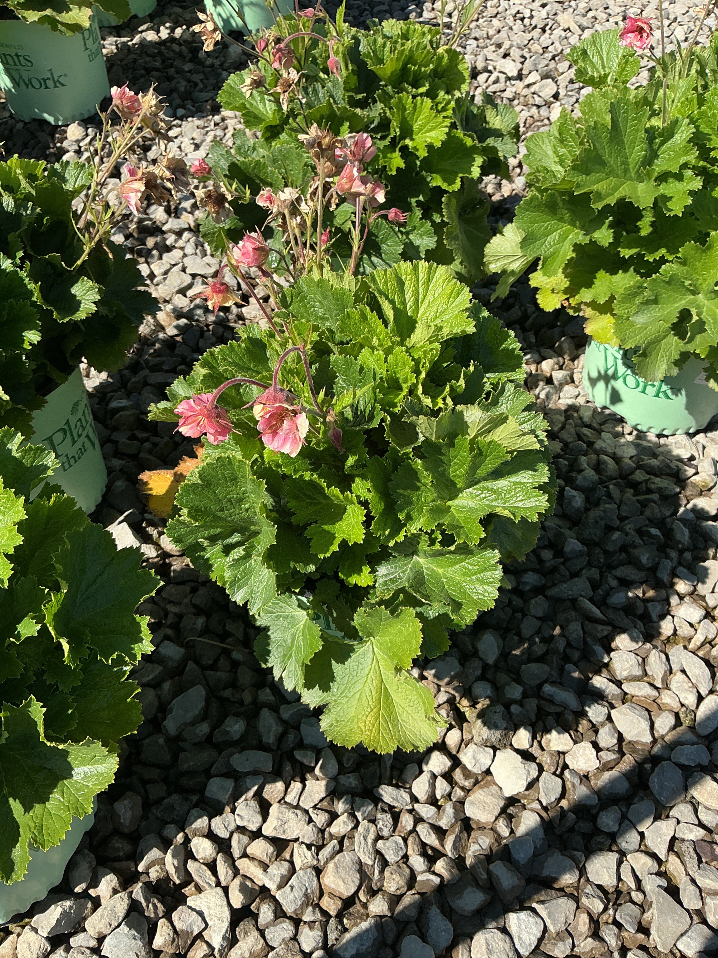 Geum pretticoats 'Peach'
