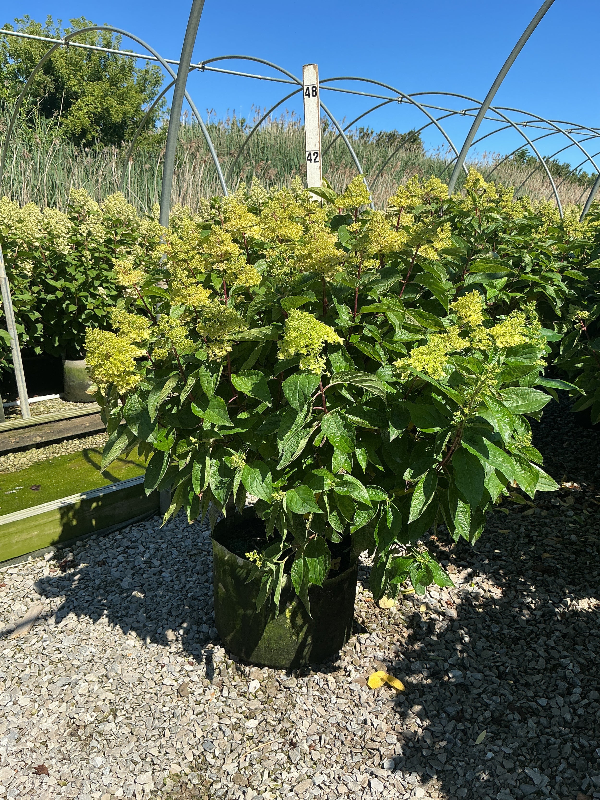 Hydrangea 'P Love-A-Lot Pink Rp10'