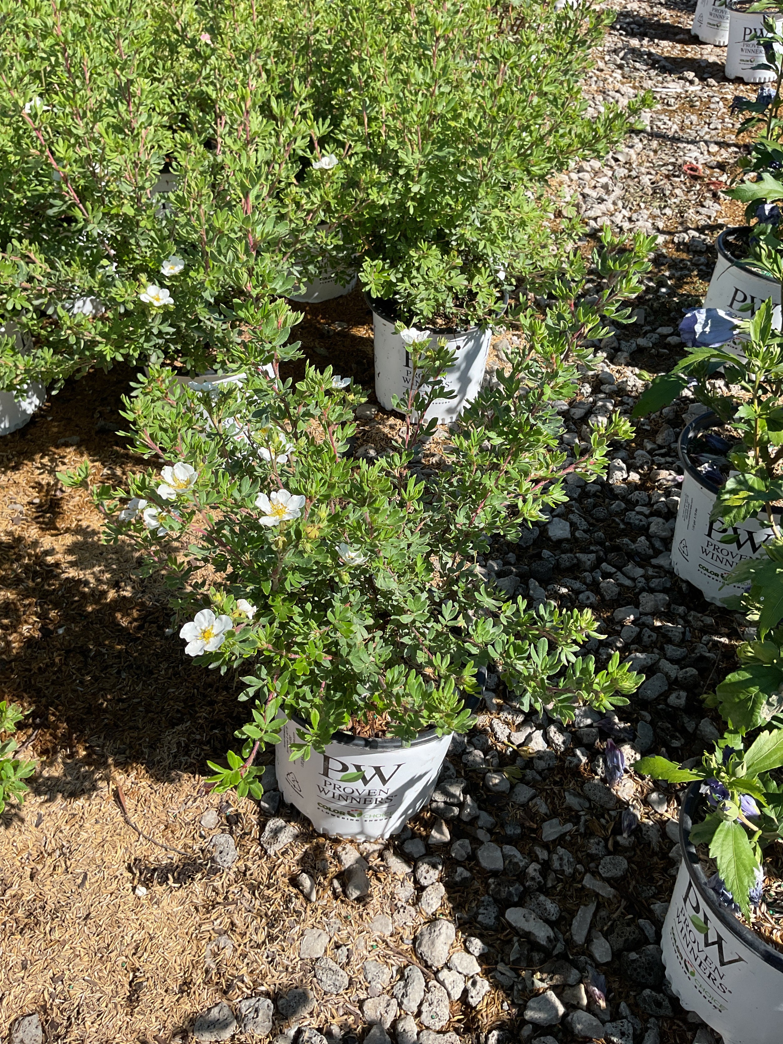 Potentilla 'Happy Face White'