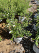 Potentilla 'Happy Face White'
