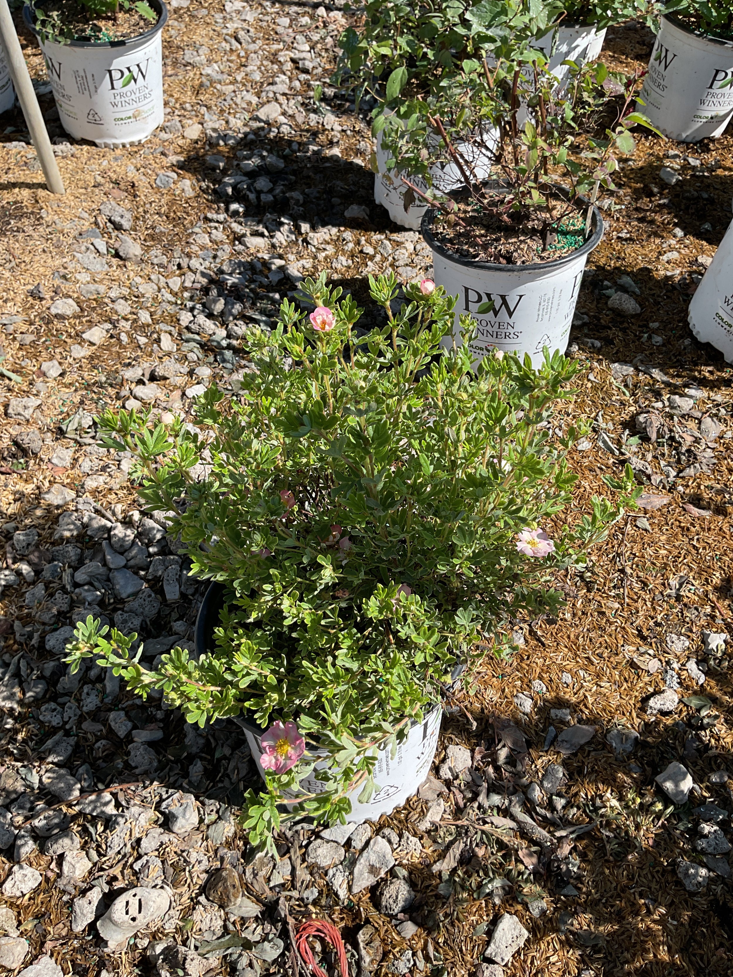 Potentilla 'Happy Face Hearts'