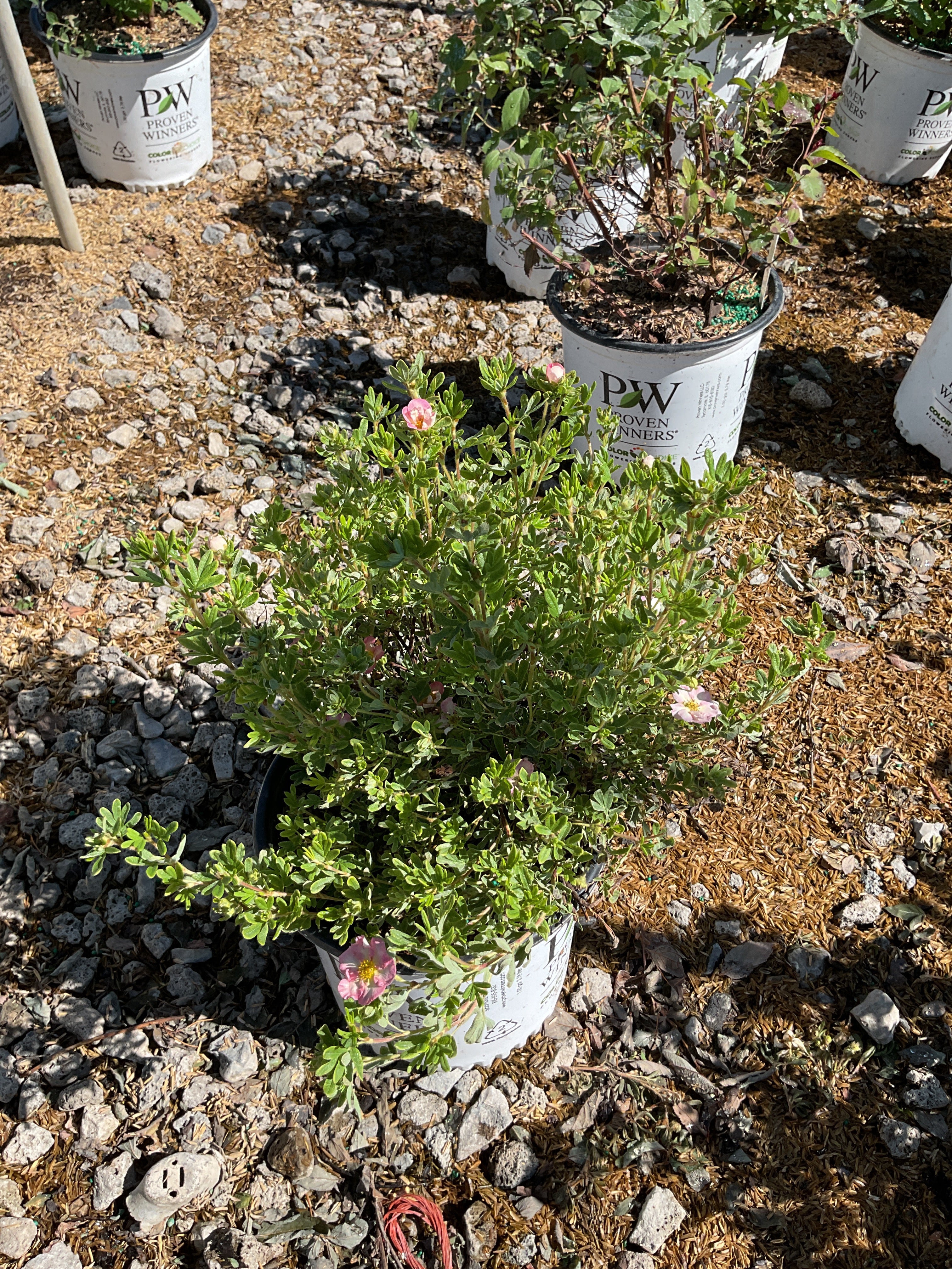 Potentilla 'Happy Face Hearts'
