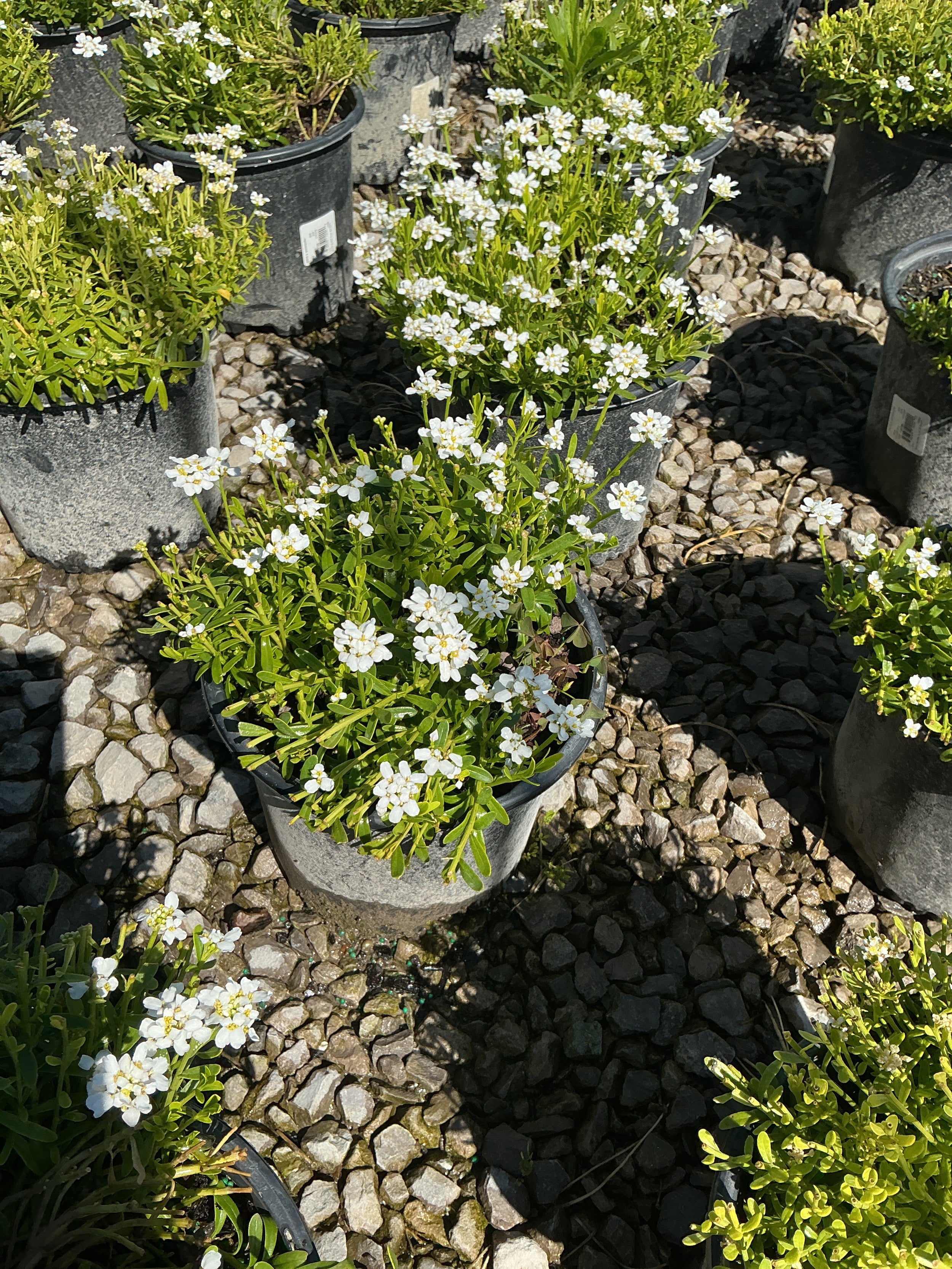 Iberis sempervirens 'Snowsurfer'