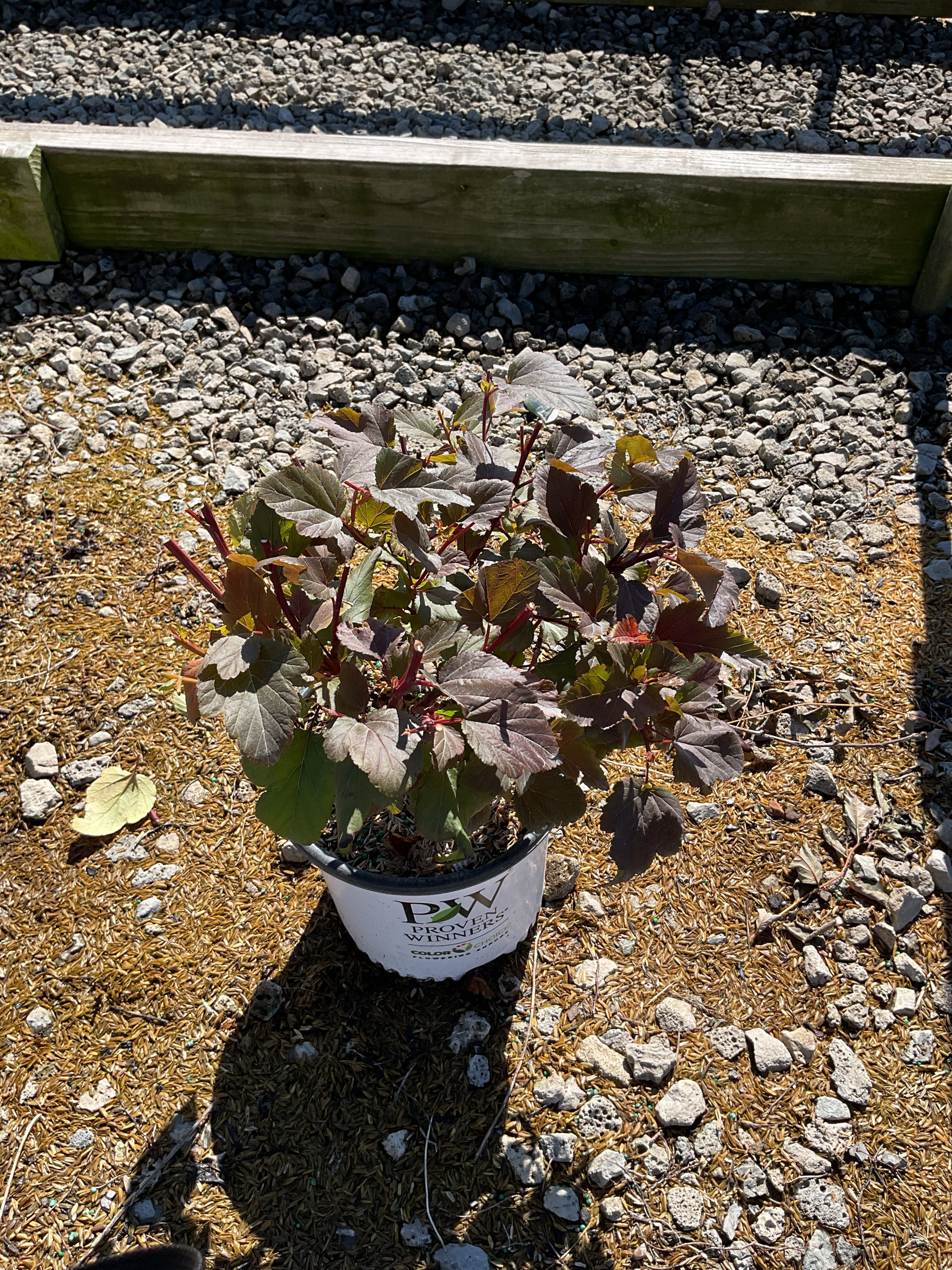 Physocarpus O 'Ginger Wine'
