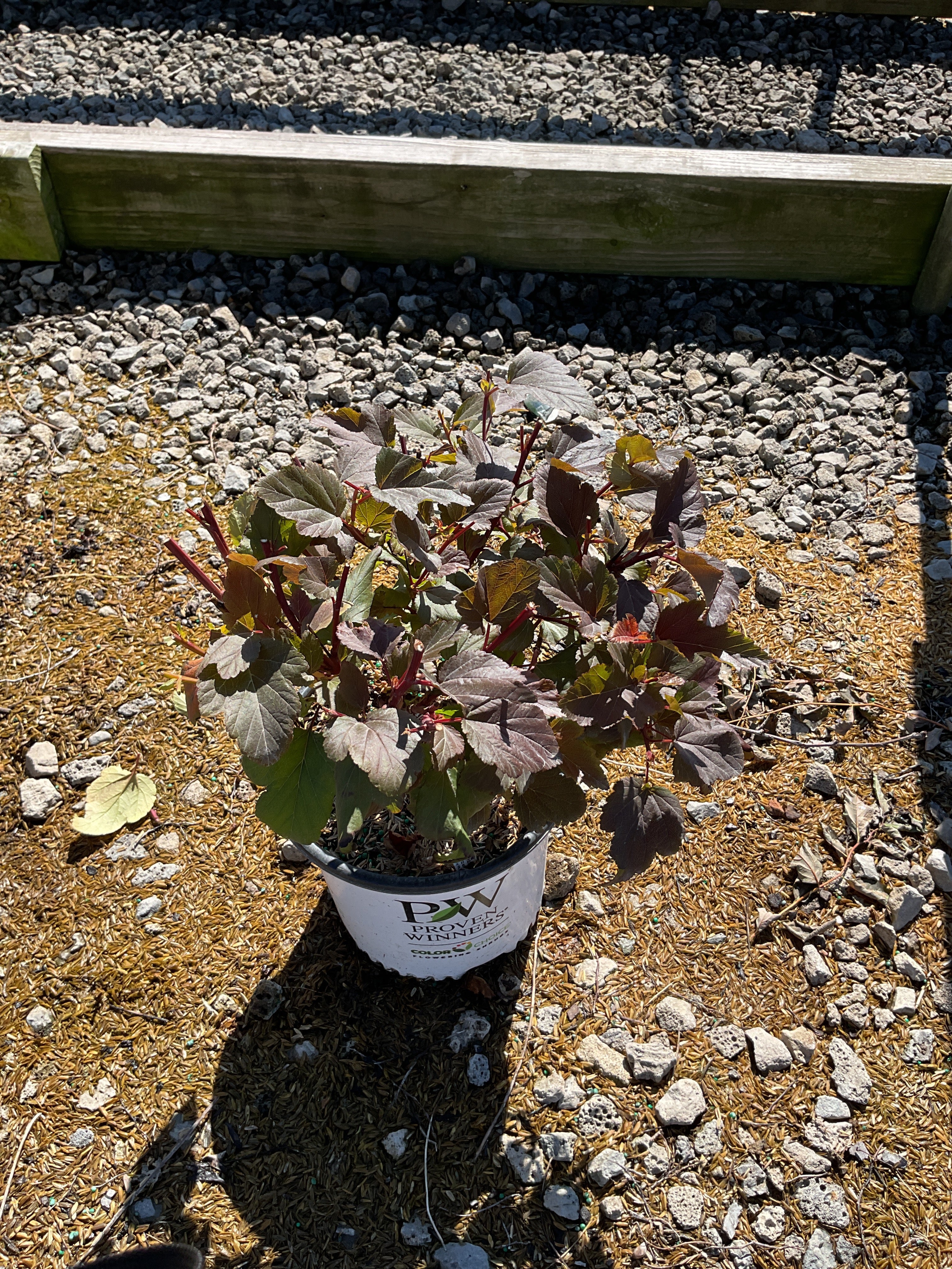 Physocarpus O 'Ginger Wine'