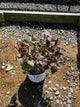Physocarpus O 'Ginger Wine'