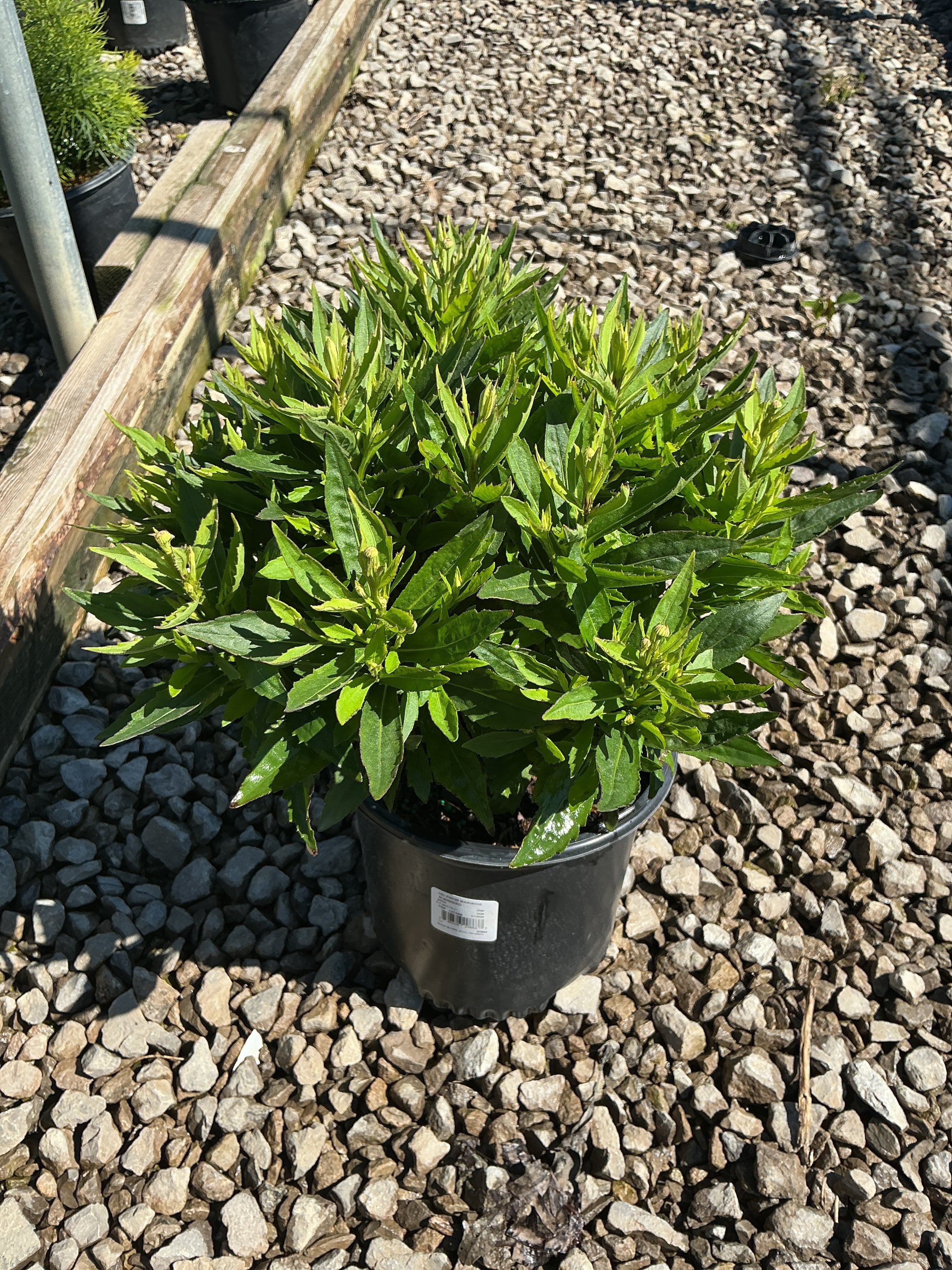 Helenium 'Mariachi Sombrero'