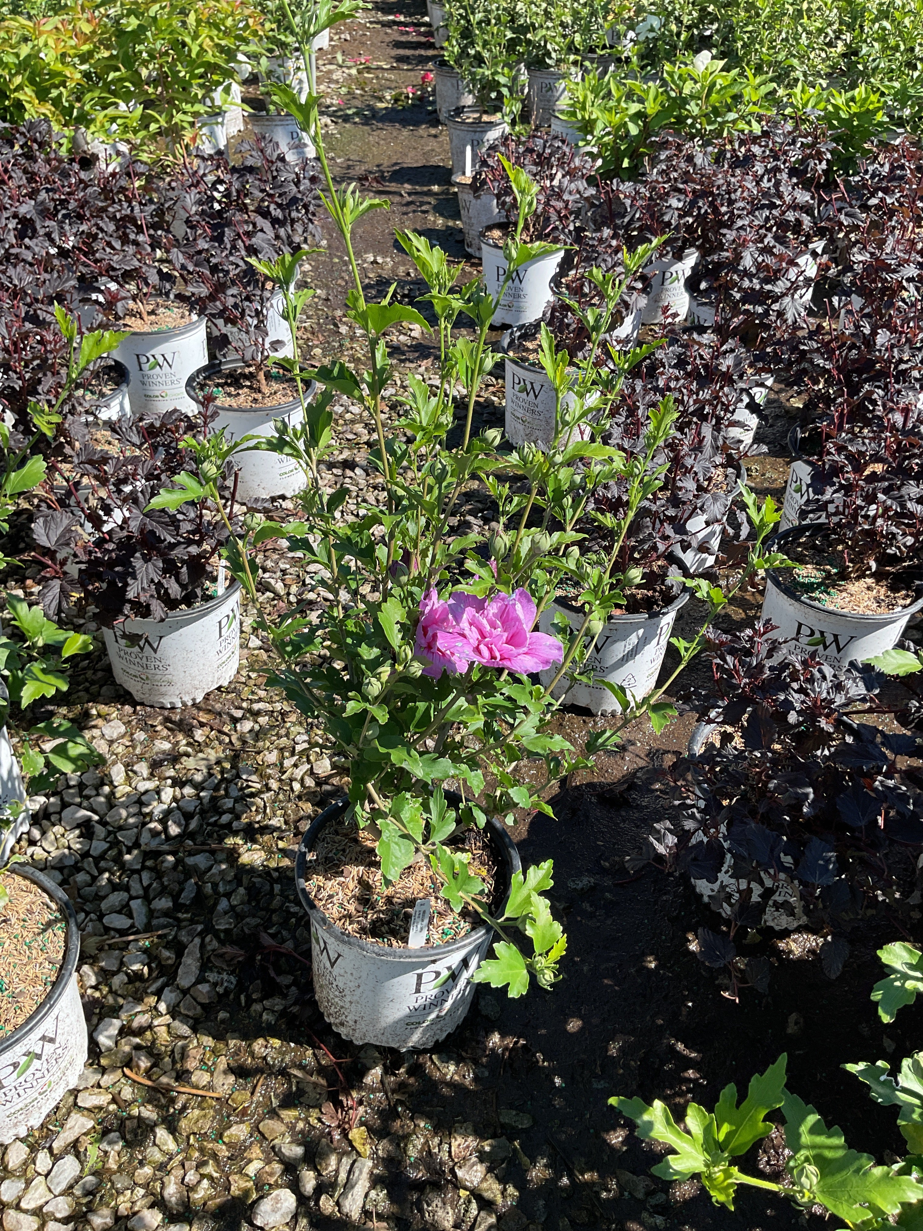 Hibiscus syriacus 'Dark Lav. Chiffon'