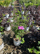 Hibiscus syriacus 'Dark Lav. Chiffon'