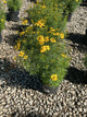 Coreopsis verticillata 'Zagreb'