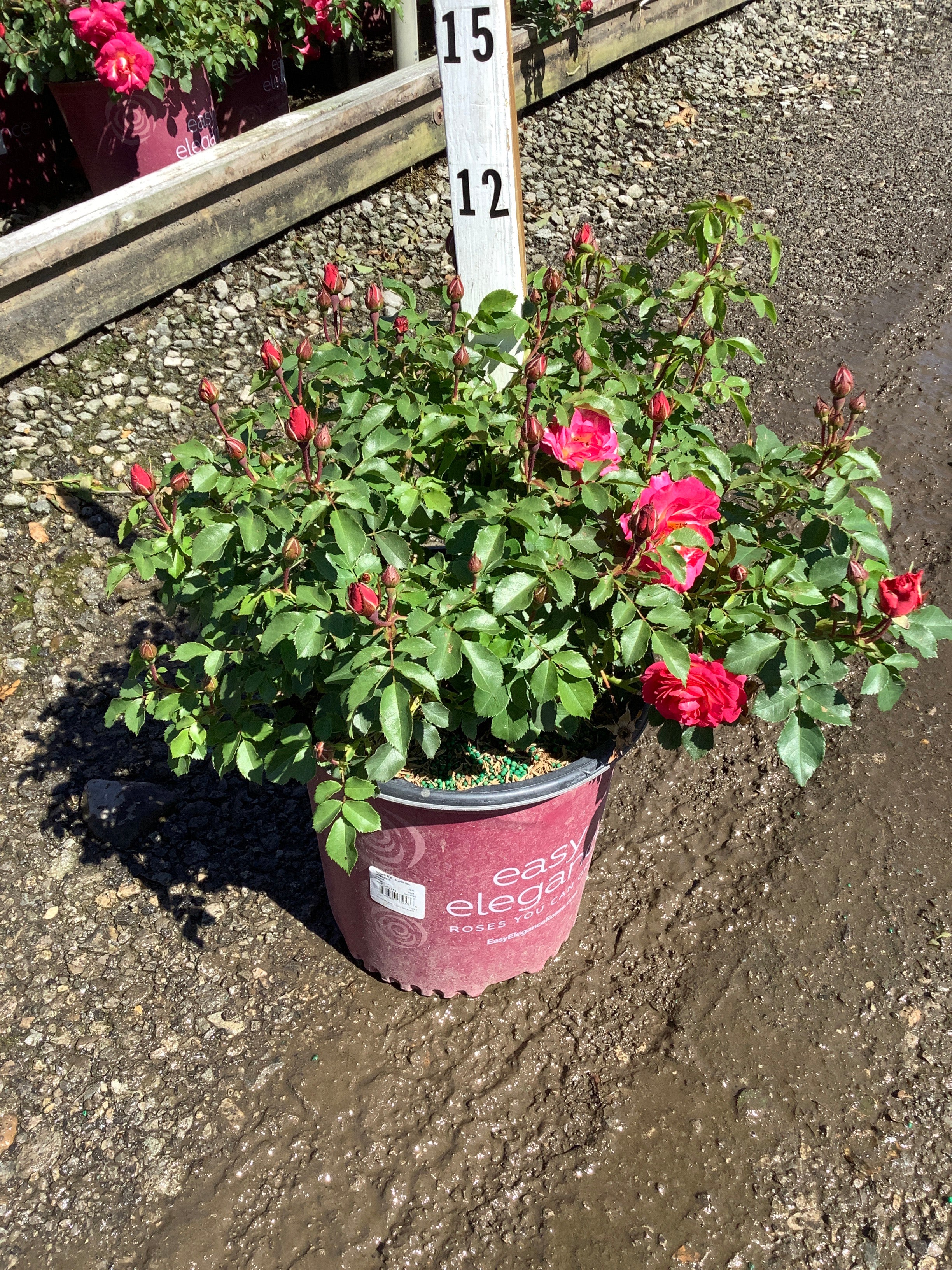 Rosa E.E 'Sunrise Sunset'