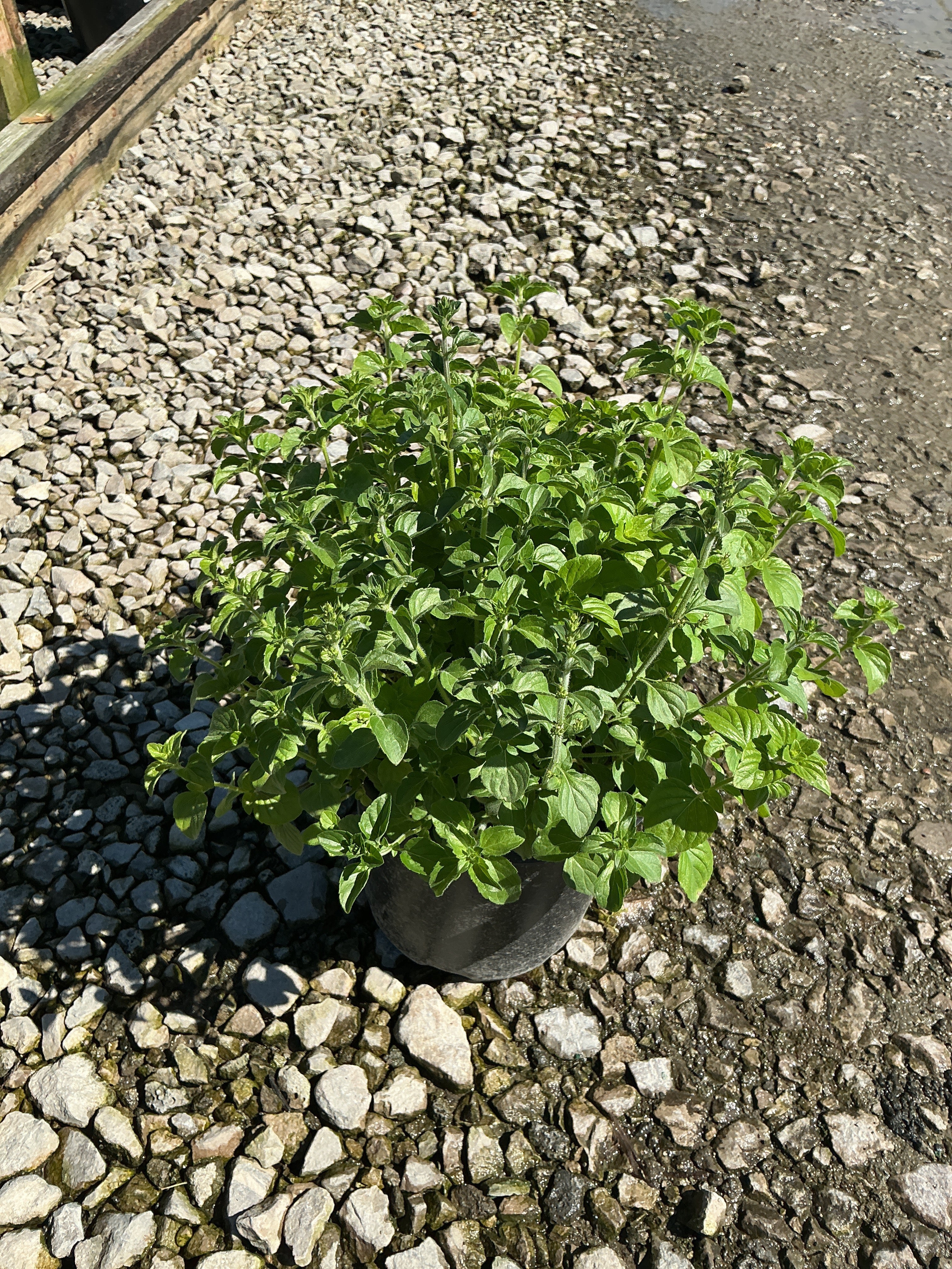 Calamintha 'Ssp Nepeta'