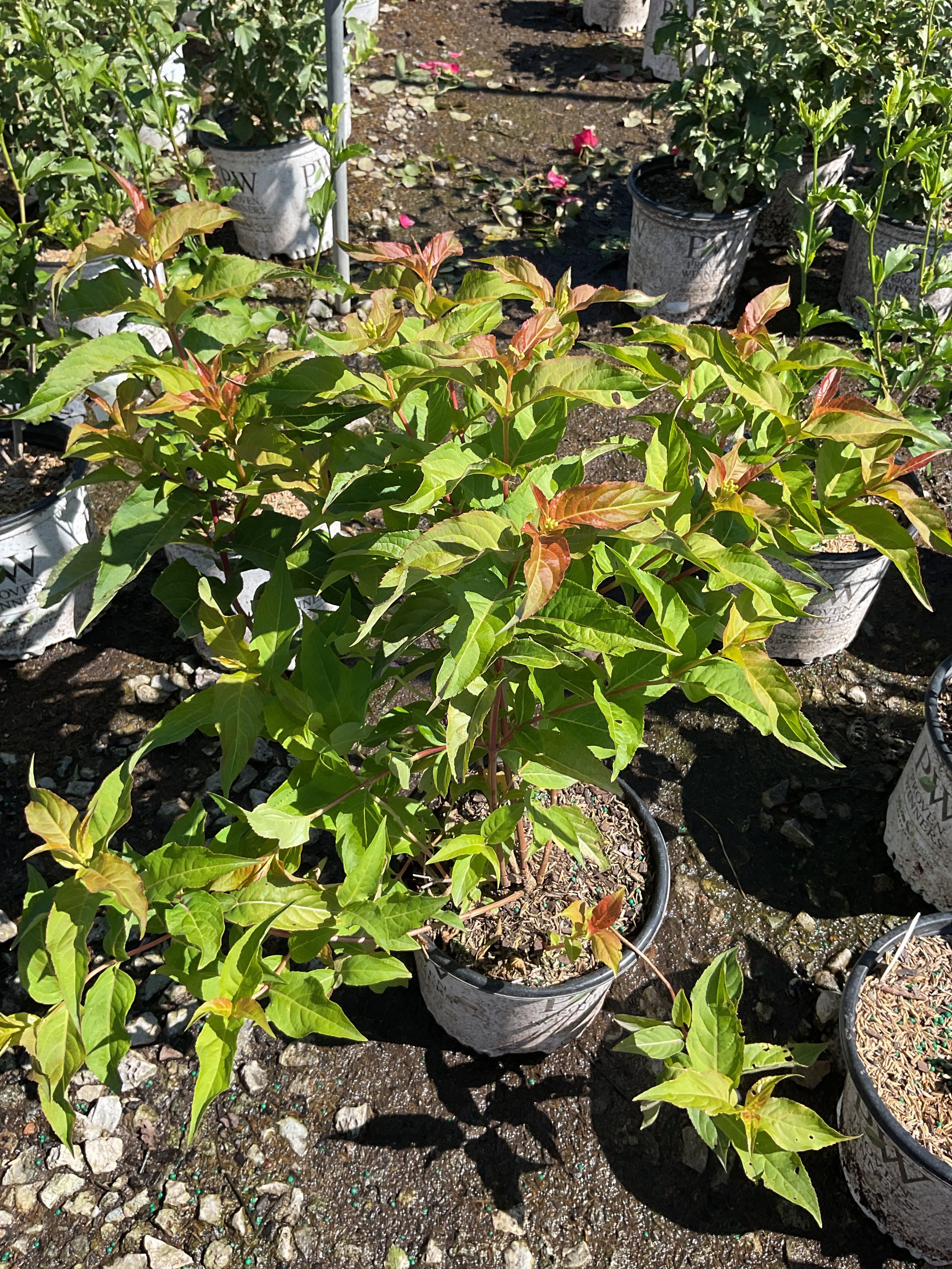 Diervilla sessilifolia 'Kodiak Orange'