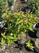 Diervilla sessilifolia 'Kodiak Orange'
