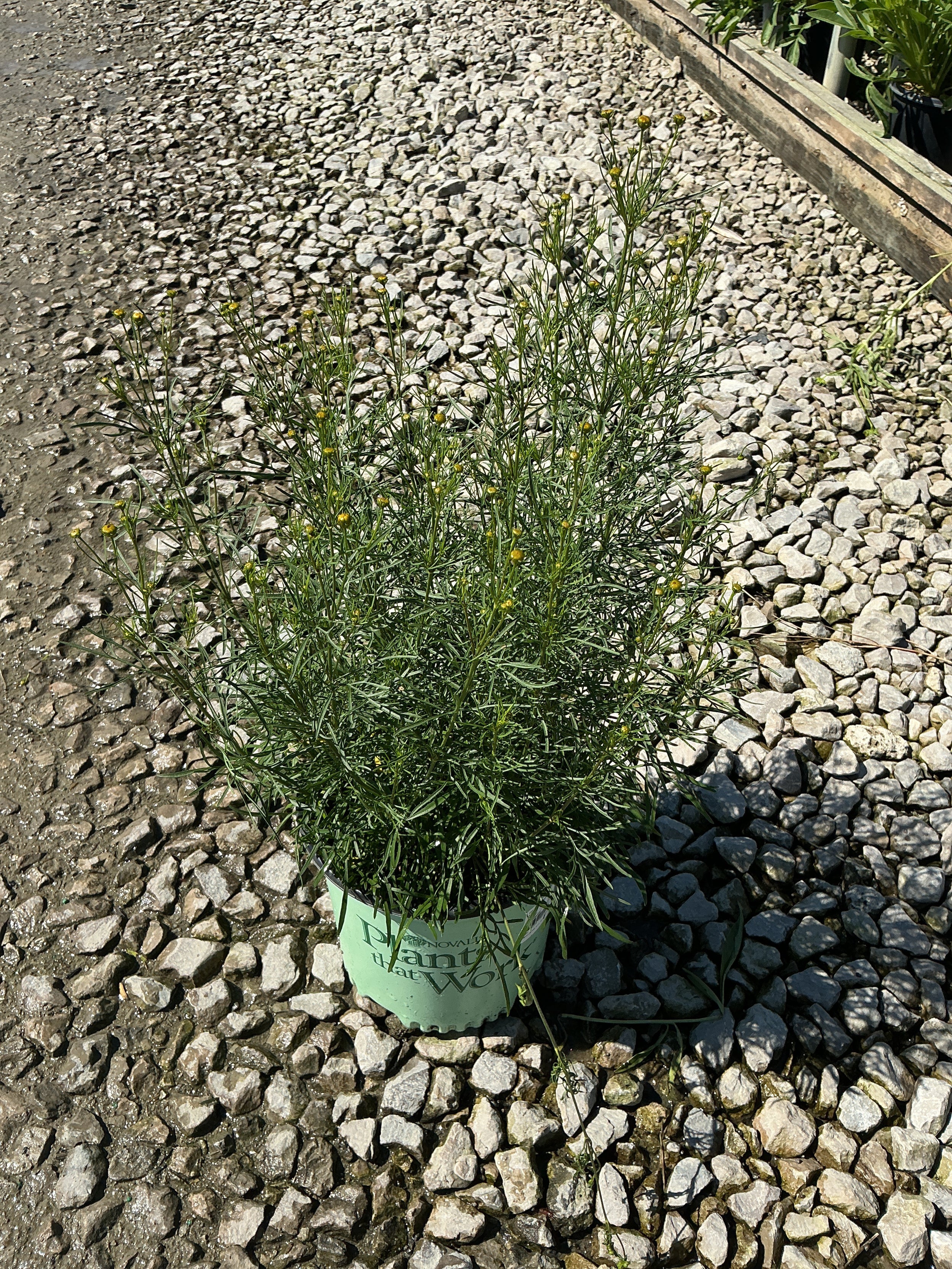 Coreopsis 'Red Satin'