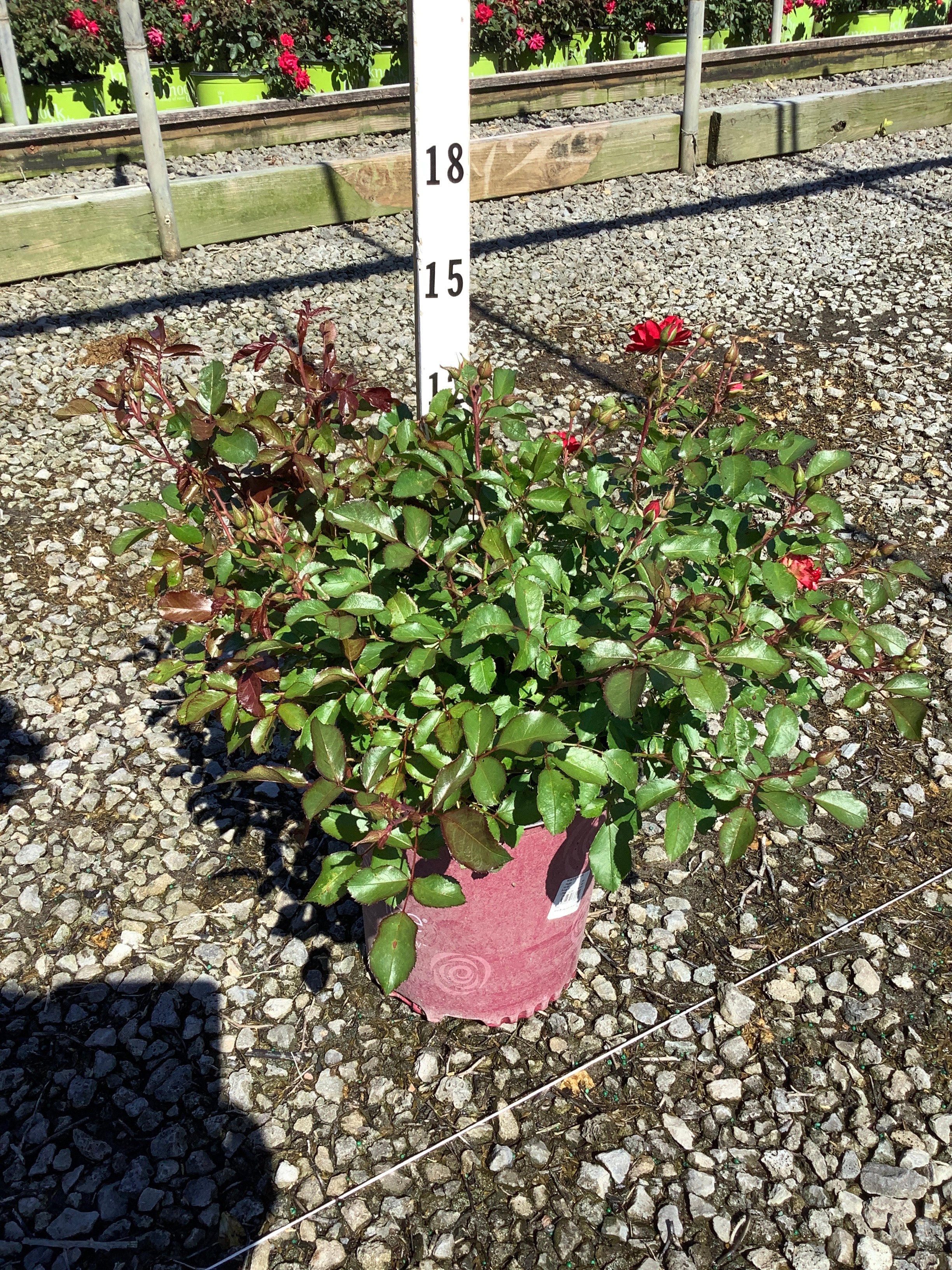 Rosa E.E 'Mystic Fairy'