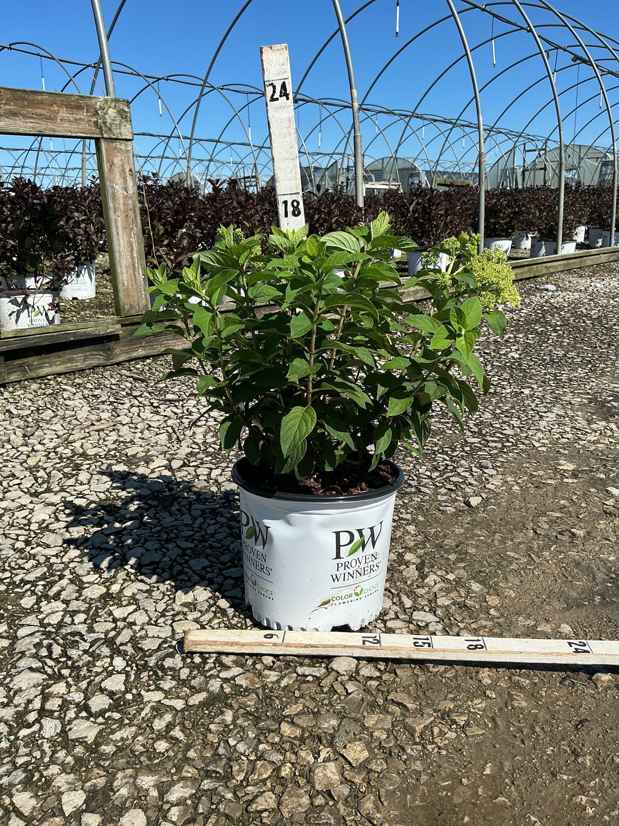 Hydrangea paniculata 'Bobo'