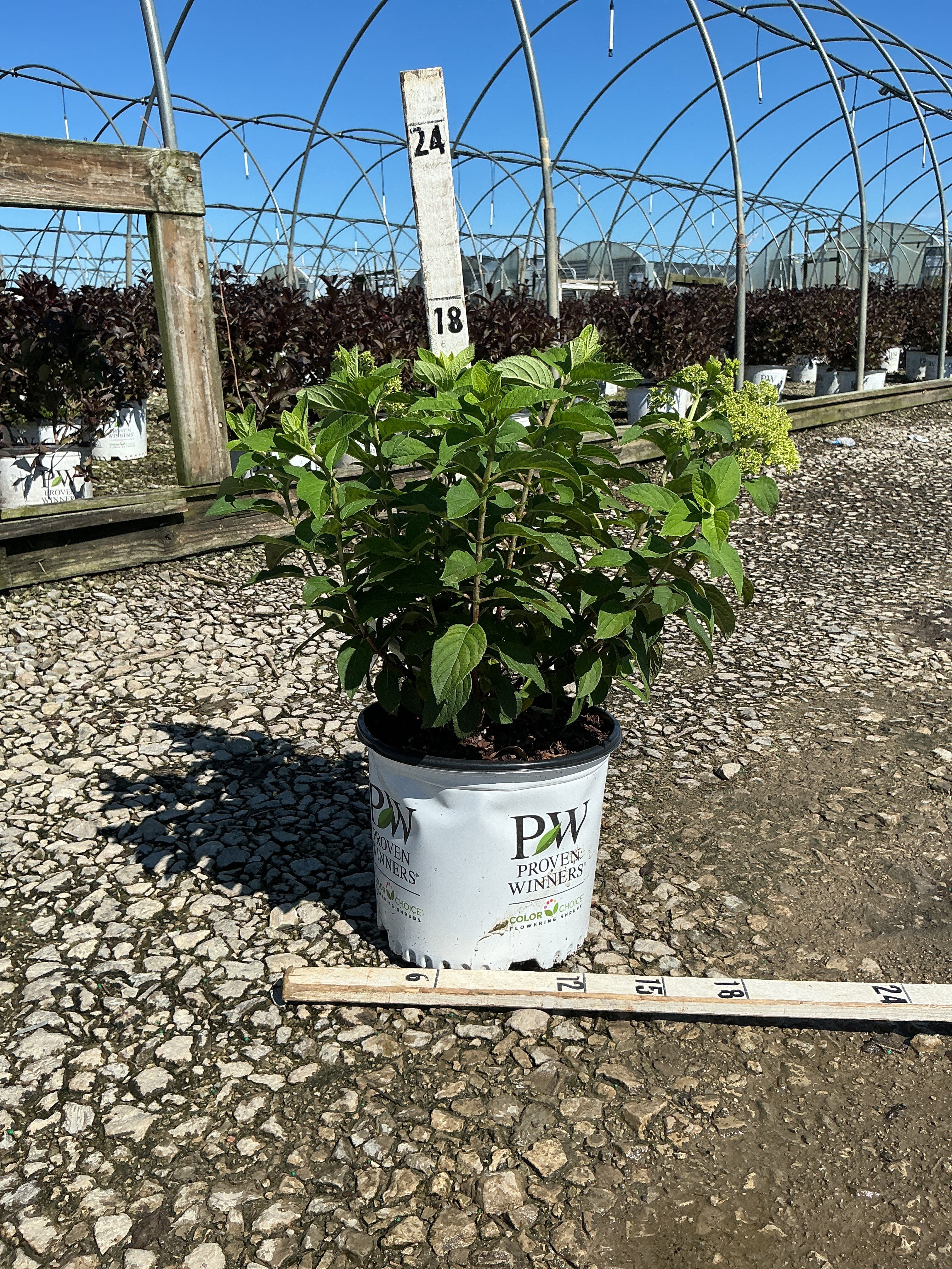 Hydrangea paniculata 'Bobo'