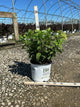 Hydrangea paniculata 'Bobo'