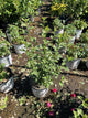 Hibiscus syriacus 'America Irene Scott'