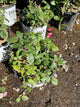 Rosa 'Oso Easy Double Red'