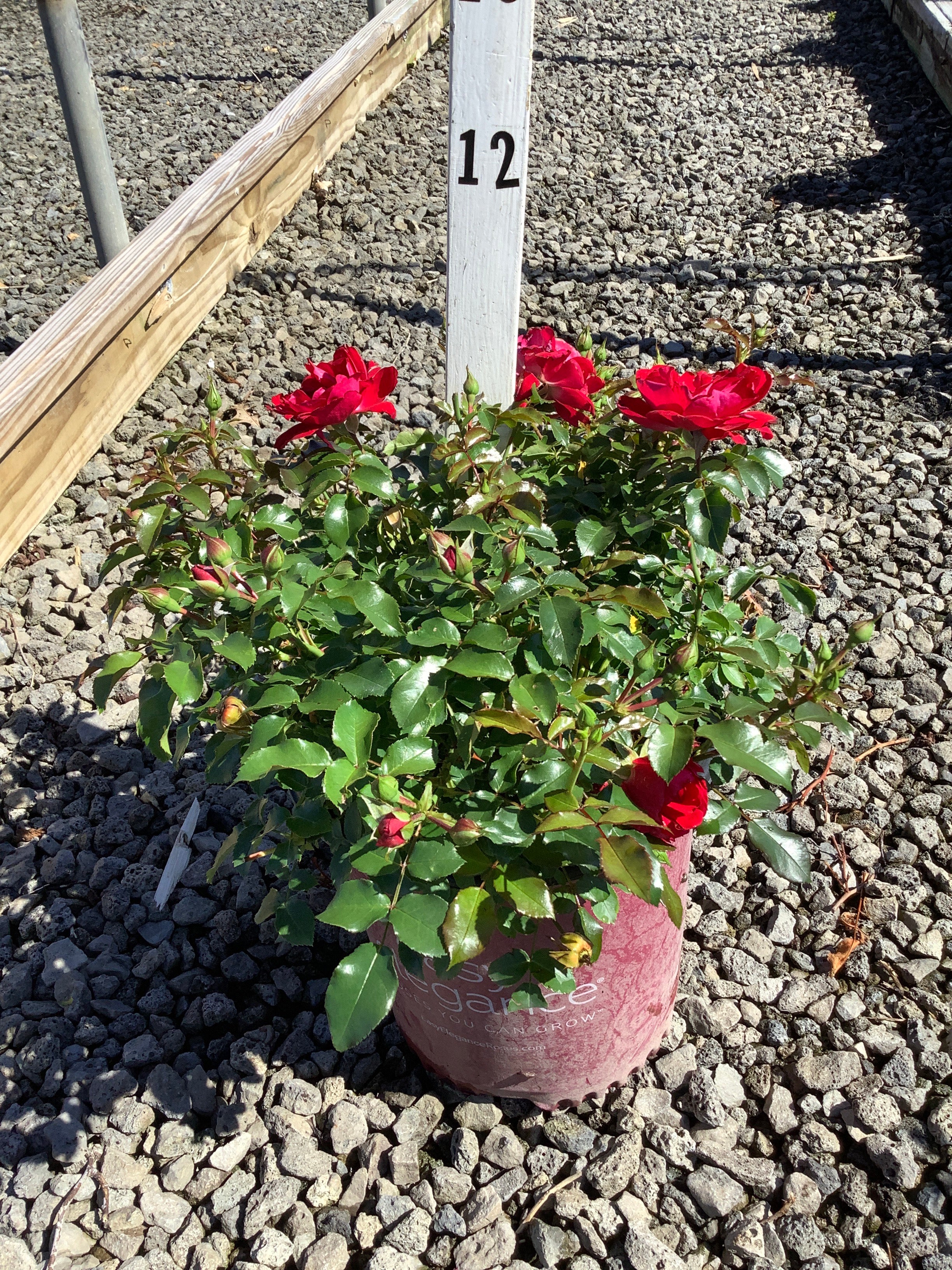 Rosa E.E 'Paint The Town'