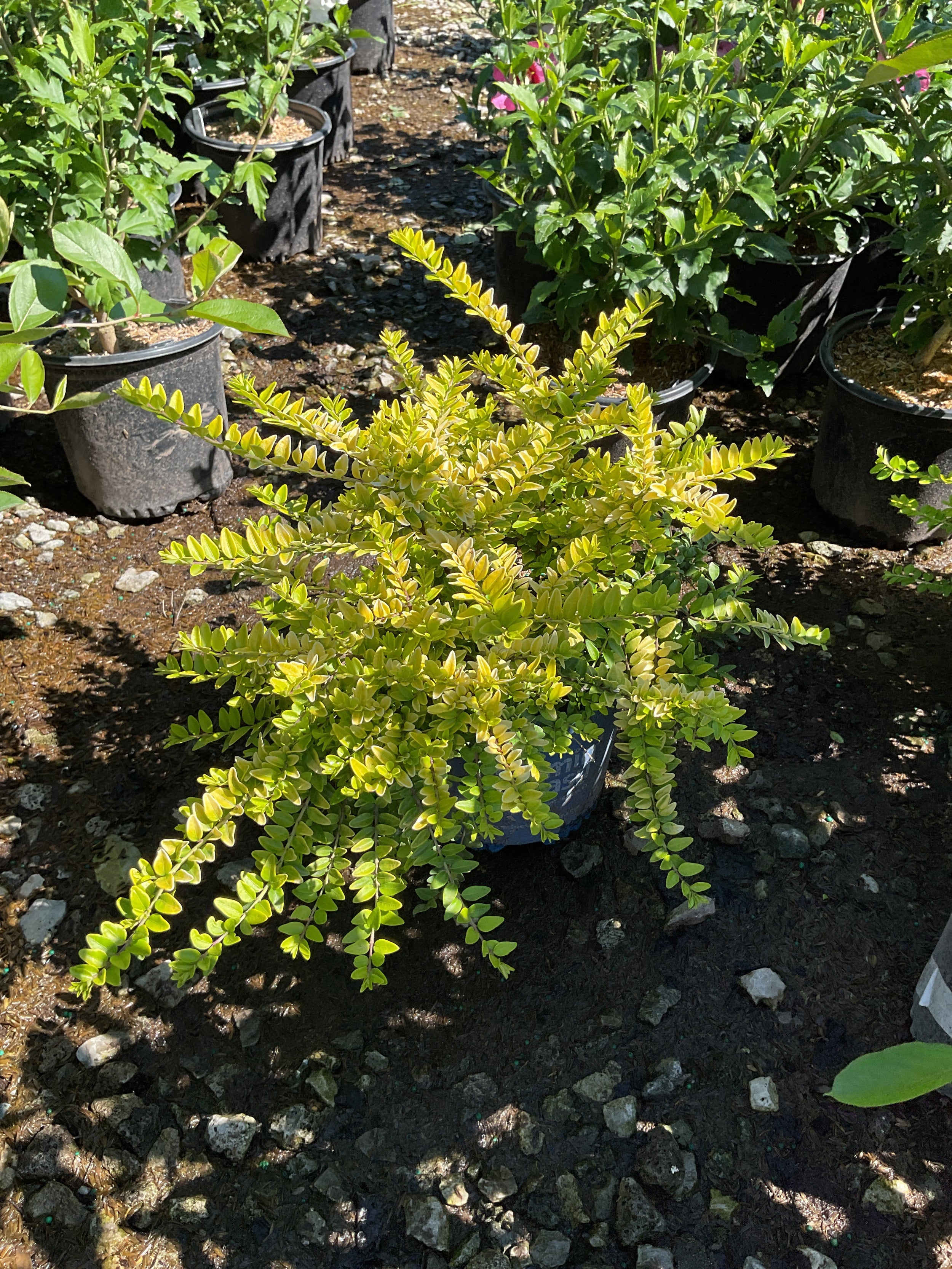 Lonicera thunderbolt 'G3'