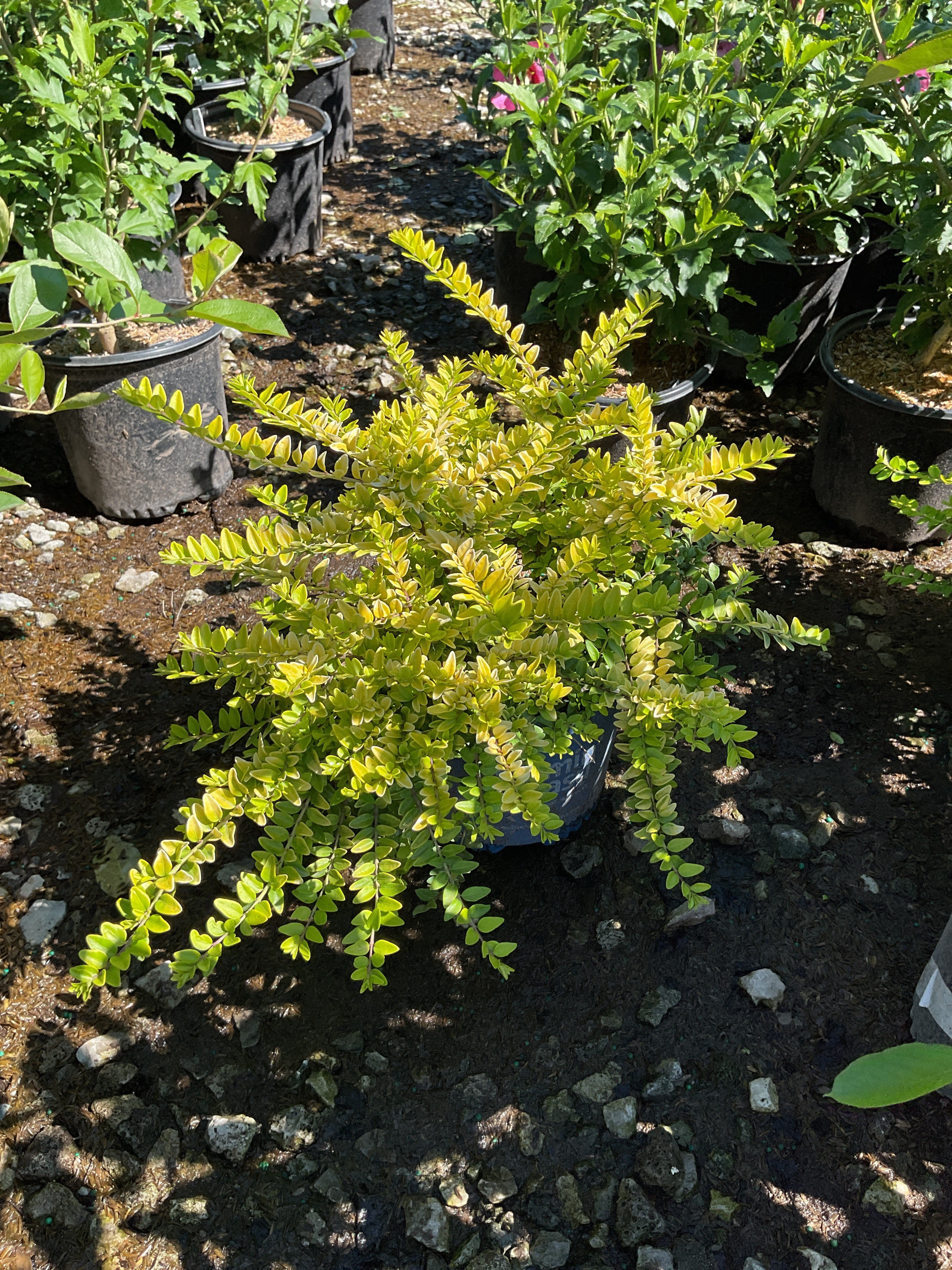 Lonicera thunderbolt 'G3'