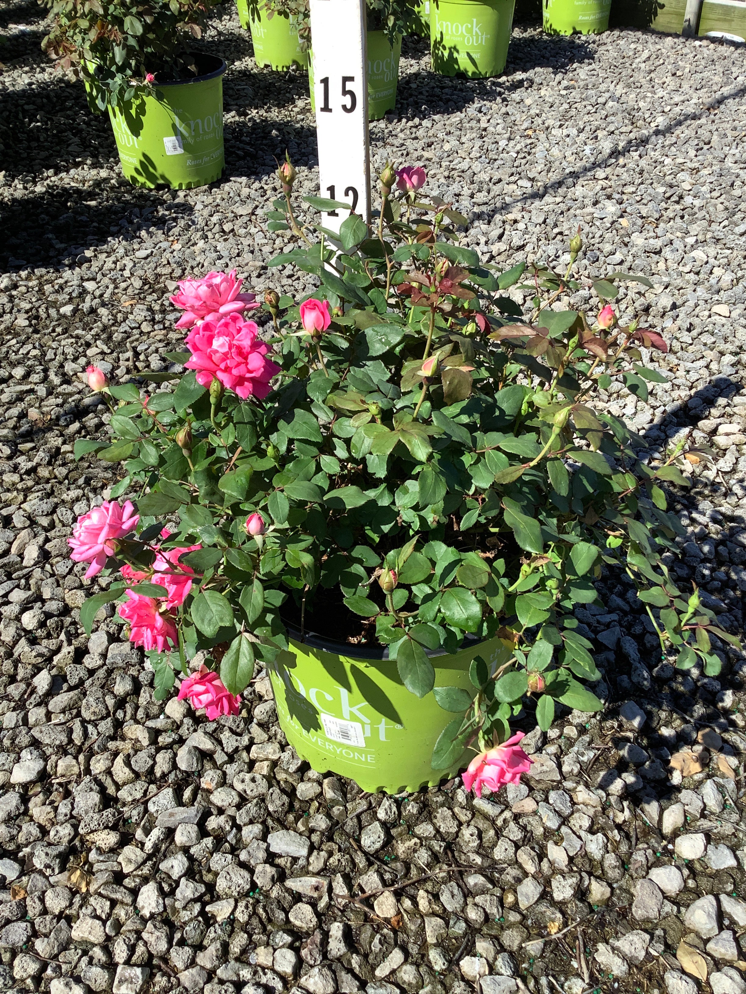 Rosa K.O 'Radtkopink'