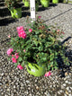 Rosa K.O 'Radtkopink'