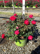Rosa x Double Red Knock Out®