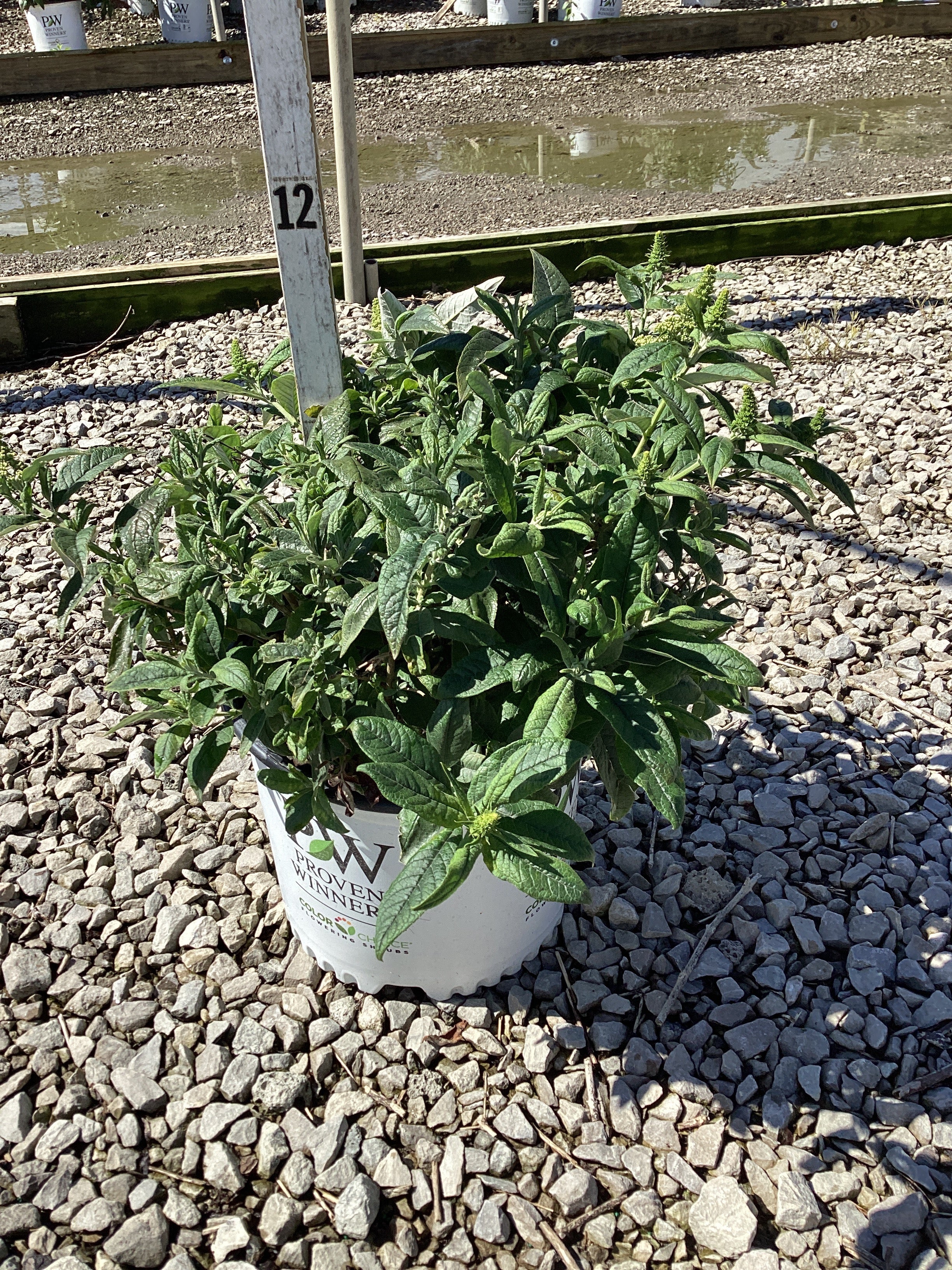 Buddleia 'Pugster White'
