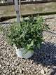 Buddleia 'Pugster White'