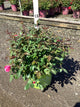 Rosa K.O 'Radcon'