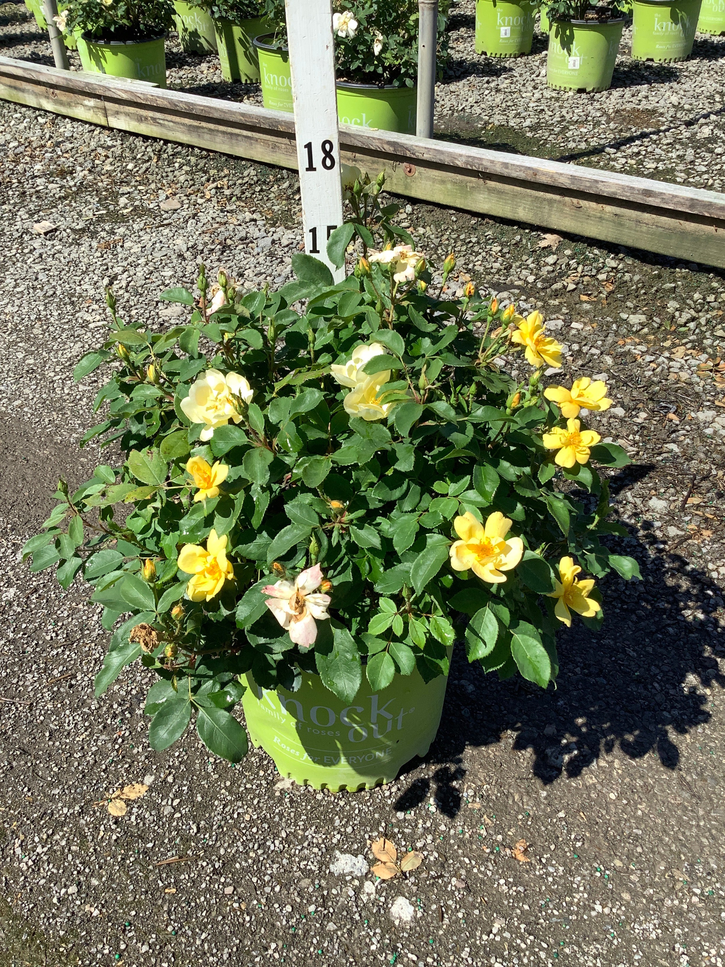 Rosa K.O 'Radsunny'