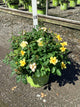 Rosa K.O 'Radsunny'