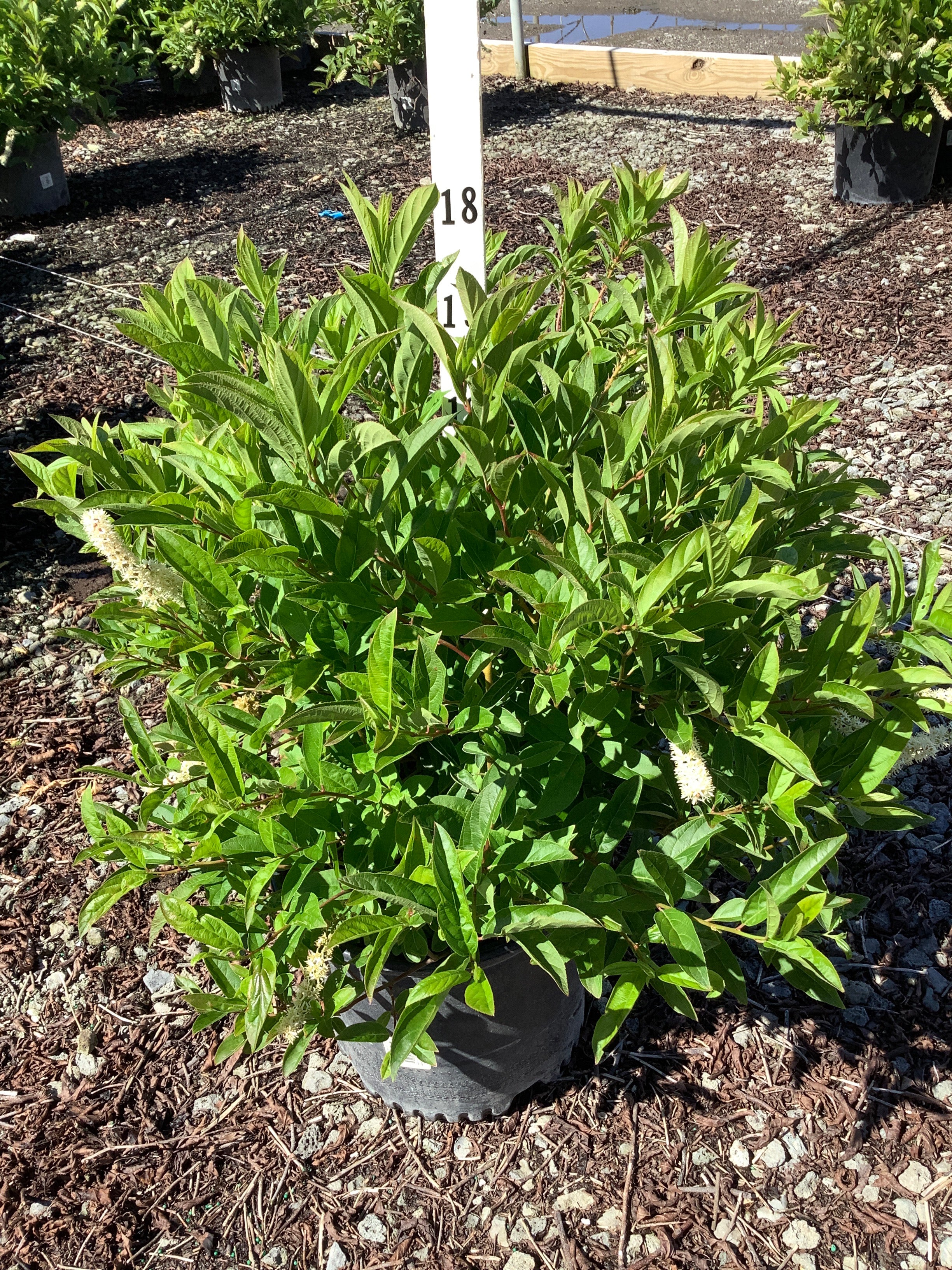 Itea virginica 'Henry's Garnet'