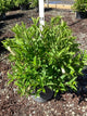 Itea virginica 'Henry's Garnet'
