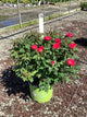 Rosa K.O 'Radrazz'